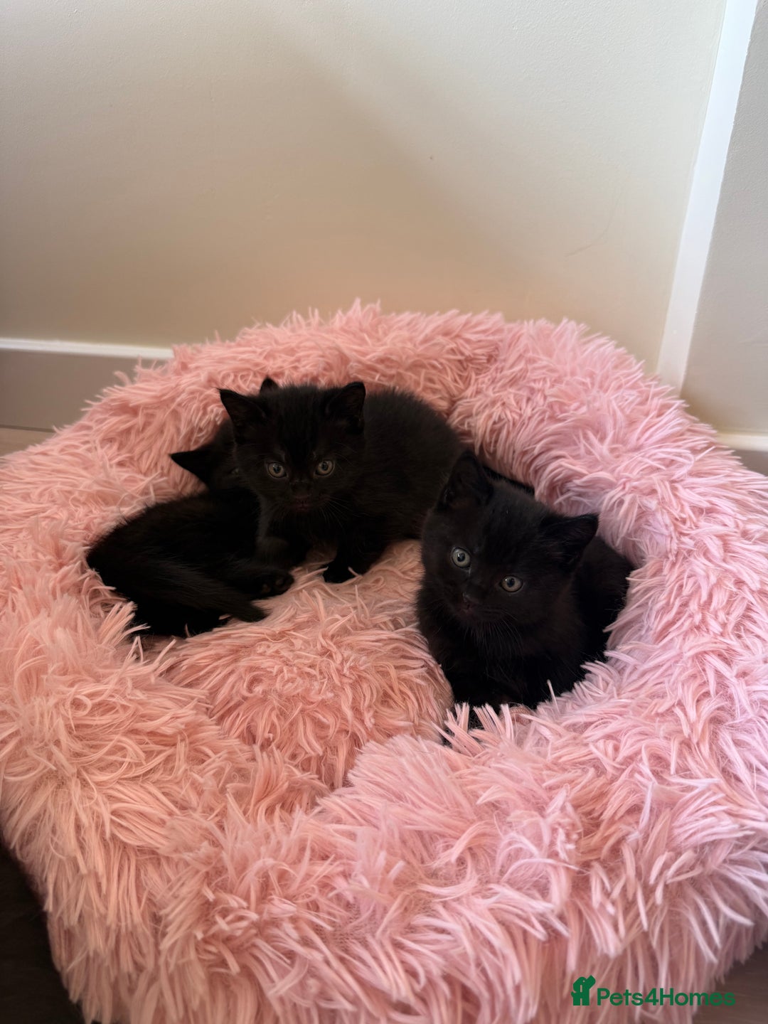 Mixed Breed cats for sale: Adorable kittens ready to go - Image 9