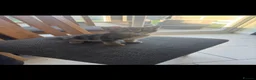 Mixed Breed cats for sale: Kittens  in Frinton-on-Sea - Advert 4