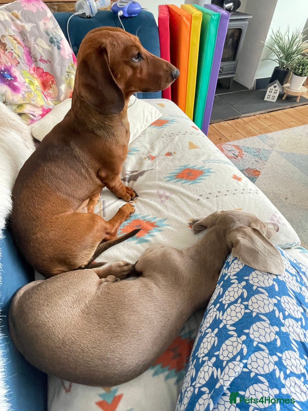 Miniature Dachshund dogs for sale: Beautiful 7 year old Dachshund needs home - Image 4