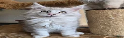 Maine Coon cats for sale: Ready now Silver with white Maine Coon kittens - Advert 16