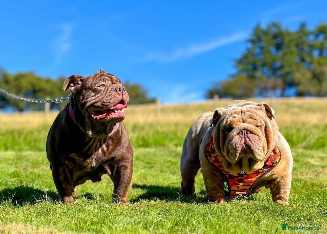 English Bulldog dogs for sale: 🔥 Bailey X Mr Muscle 2.0 🔥  - Advert 15