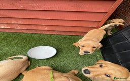 Labrador Retriever dogs for sale: Golden and fox red lab puppies ready to leave now - Image 5