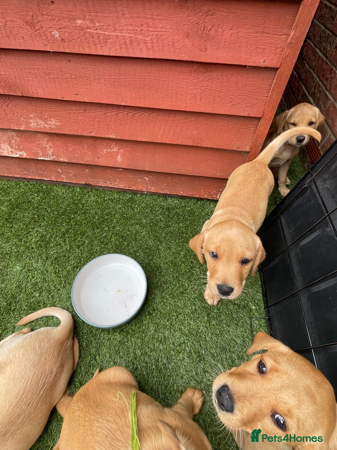 Labrador Retriever dogs for sale: Golden and fox red lab puppies ready to leave now - Image 5