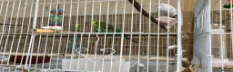 Budgerigars birds for sale: Pair of budgies - Advert 5