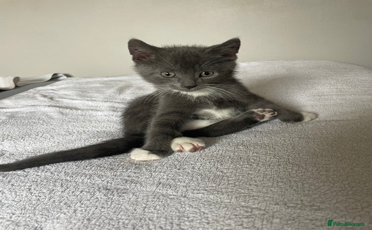 Siamese cats - Advert 7