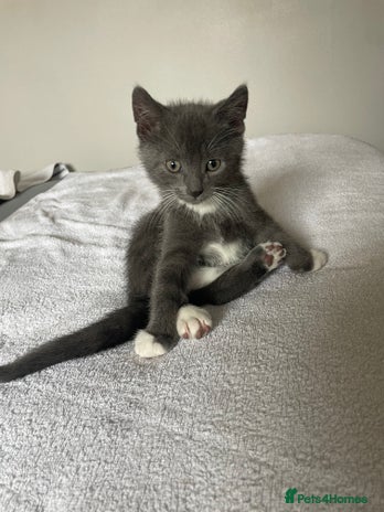 Siamese cats - Advert 7