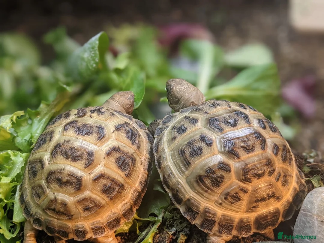 Tortoise reptiles for sale: Beautiful Baby Tortoises & Full Set Ups - Advert 3