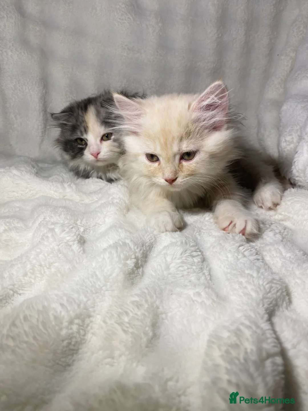 Scottish Fold cats for sale: 2 Cute Scottish Fold Kittens Ready To leave now🏡 - Advert 2