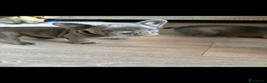 French Bulldog 6