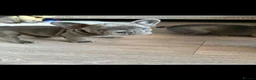 French Bulldog dogs for sale: aa blues lilacs  Frenchie pups  - Advert 8