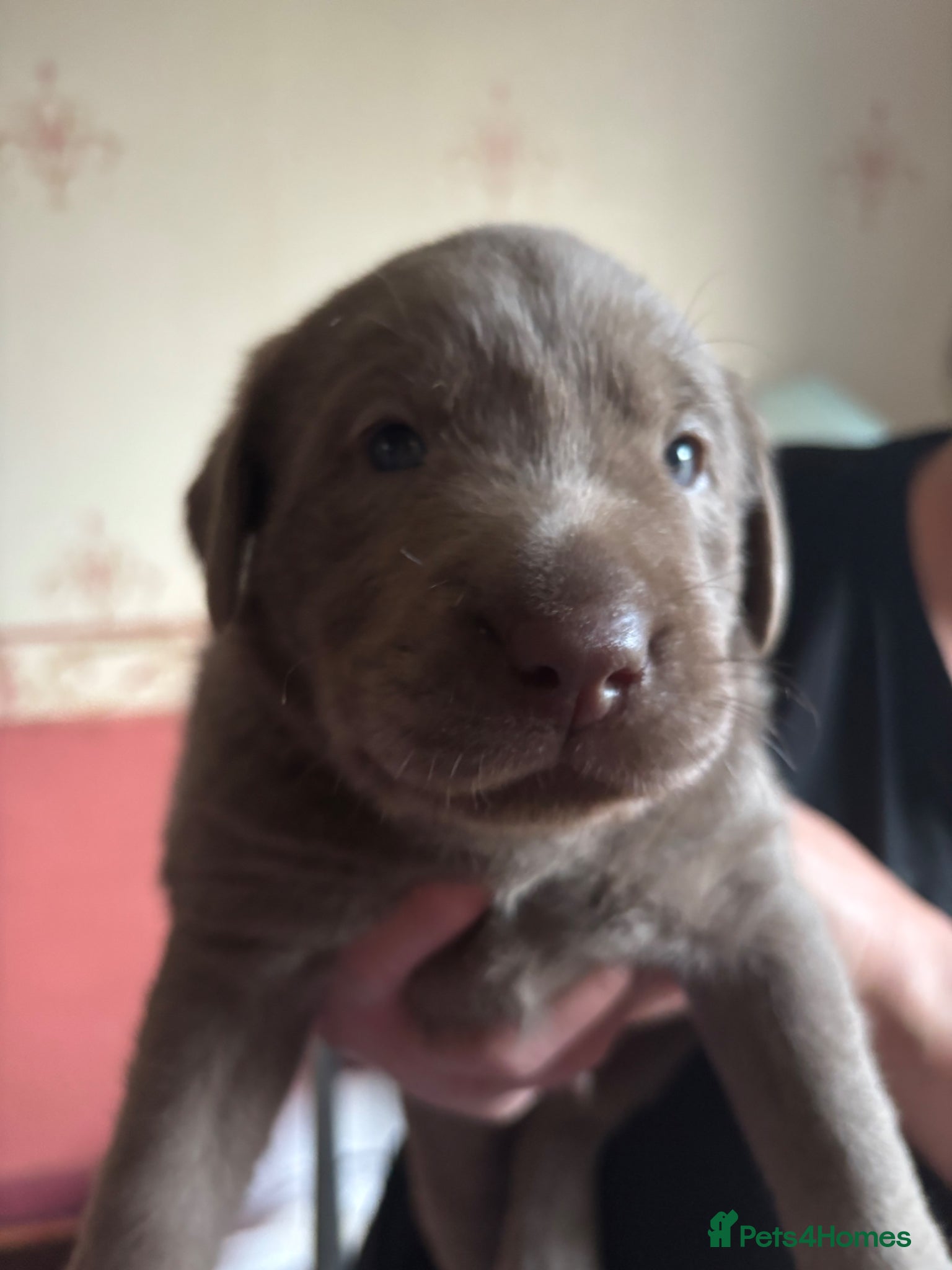 Labrador Retriever dogs Gorgeous Silver Labrador Puppies For Sale! - Advert 2