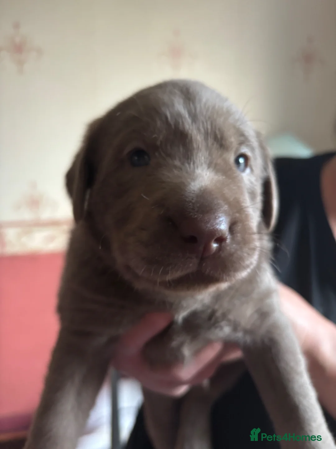 Labrador Retriever dogs for sale: Gorgeous Silver Labrador Puppies For Sale! - Advert 2