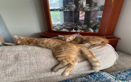 Mixed Breed cats for sale: Beautiful little kittens - Image 7