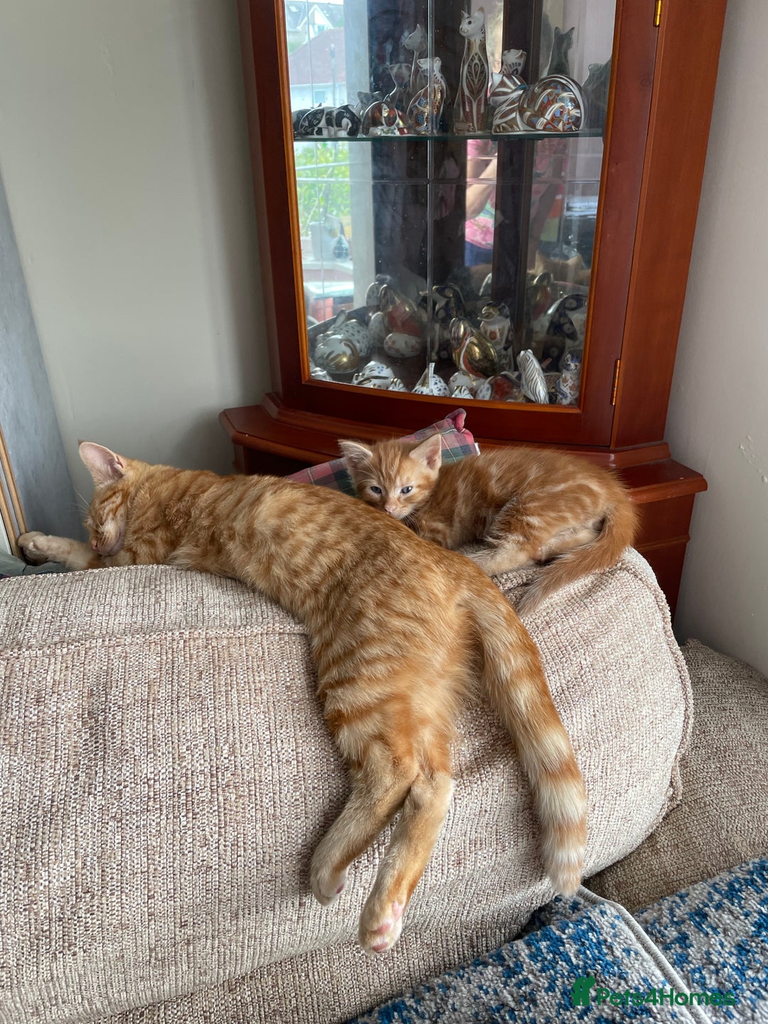Mixed Breed cats for sale: Beautiful little kittens - Image 7