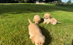 Labrador Retriever dogs for sale: Labrador puppies - Image 4
