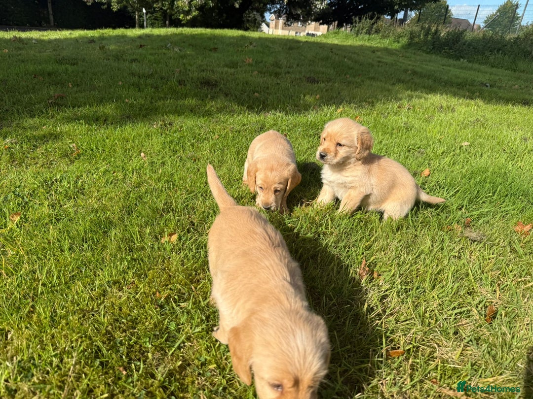 Labrador Retriever dogs for sale: Labrador puppies - Image 4