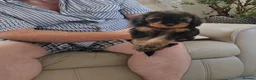 Cavapoo dogs for sale: ADORABLE DNA TESTED TOY CAVAPOO PUPPY'S  - Advert 6