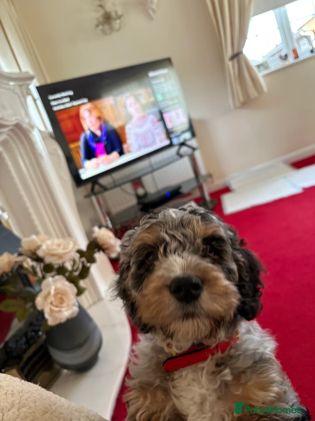 Cockapoo dogs for sale: Adorable, Playful Blue Merle Cockerpoo Puppy - Advert 3