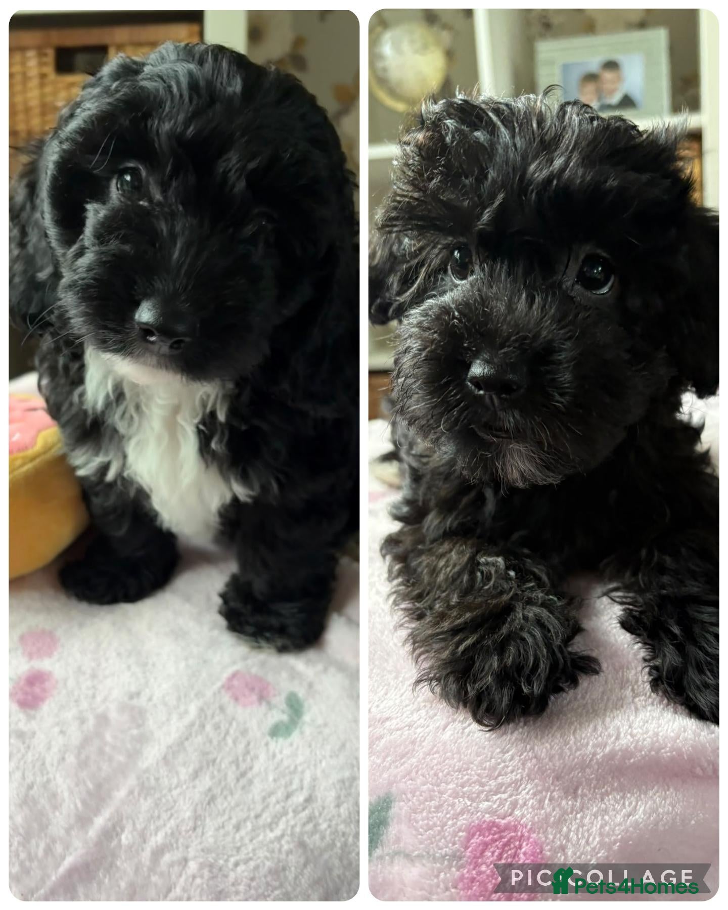 Yorkiepoo dogs YORKIEPOO puppys - Advert 1