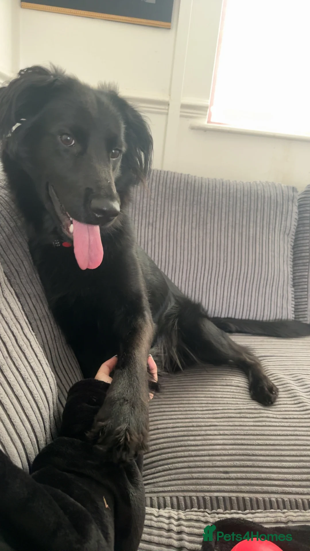 Mixed Breed dogs for sale: Looking for his forever home  - Advert 3