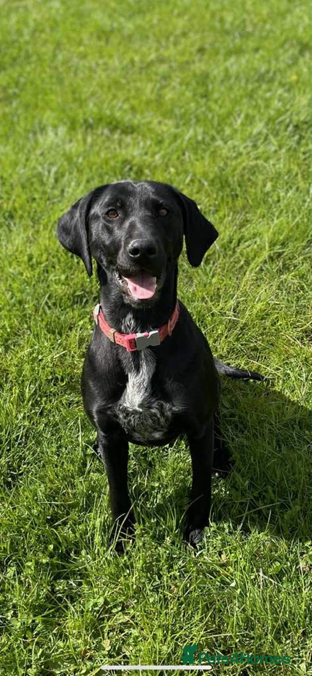 Mixed Breed dogs for sale: PointerxLabxRotweiller  - Advert 2