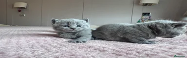 British Shorthair Kitten 2