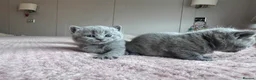 British Shorthair cats for sale: Adorable British Shorthair Kittens Lilac and Blue in Waltham Cross - Advert 4