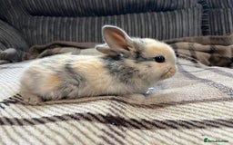 Mini Lop rabbits for sale: Pure breed mini lop bunnies - Image 4