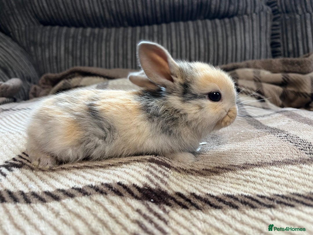Mini Lop rabbits for sale: Pure breed mini lop bunnies - Image 4