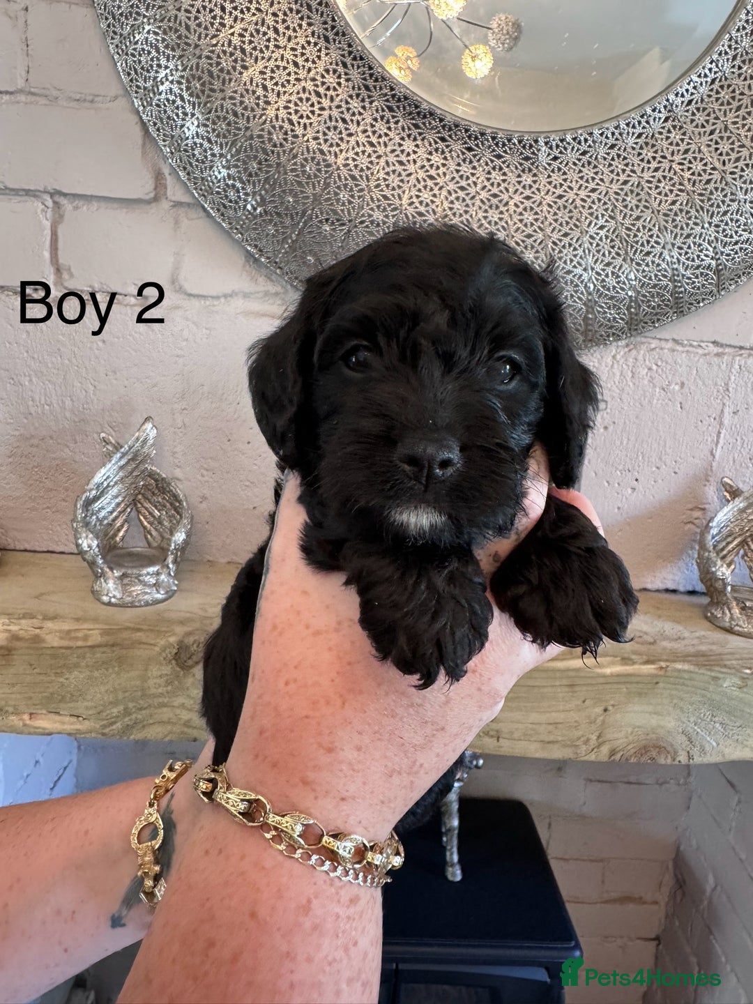 Mixed Breed dogs for sale: 🤎 Miniature Schnauzer X Cockapoo 🤎 - Image 22