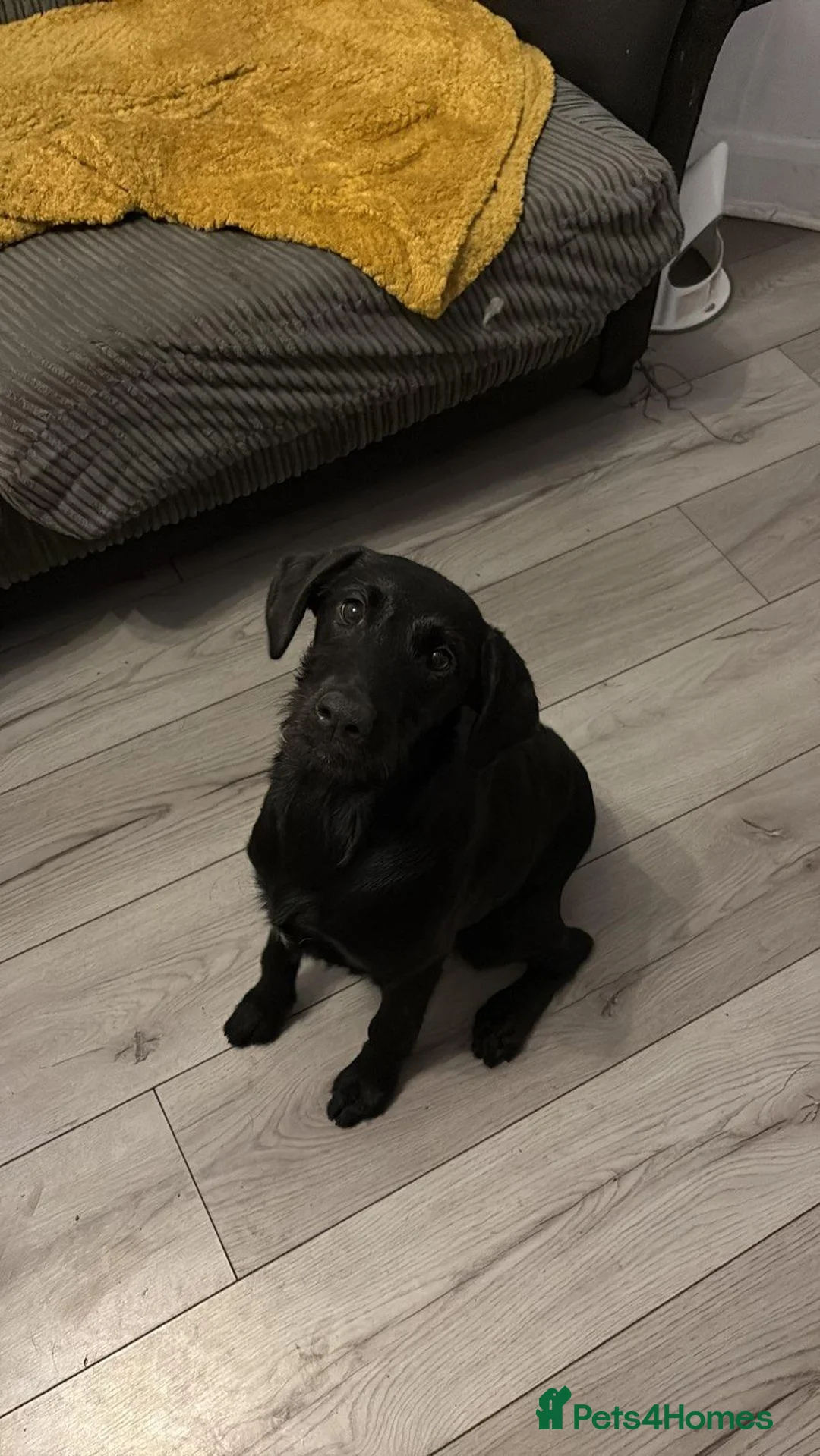 Sheprador dogs for sale: 2 MALE PUPPIES LOOKING FOR THEIR FOREVER HOMES in Tipton - Advert 8