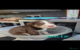 Mixed Breed dogs for sale: Husky cross puppies for sale  - Image 9