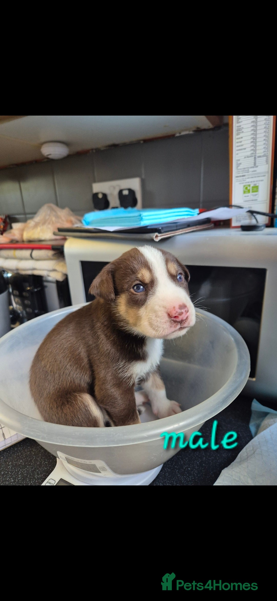 Mixed Breed dogs for sale: Husky cross puppies for sale  - Image 9