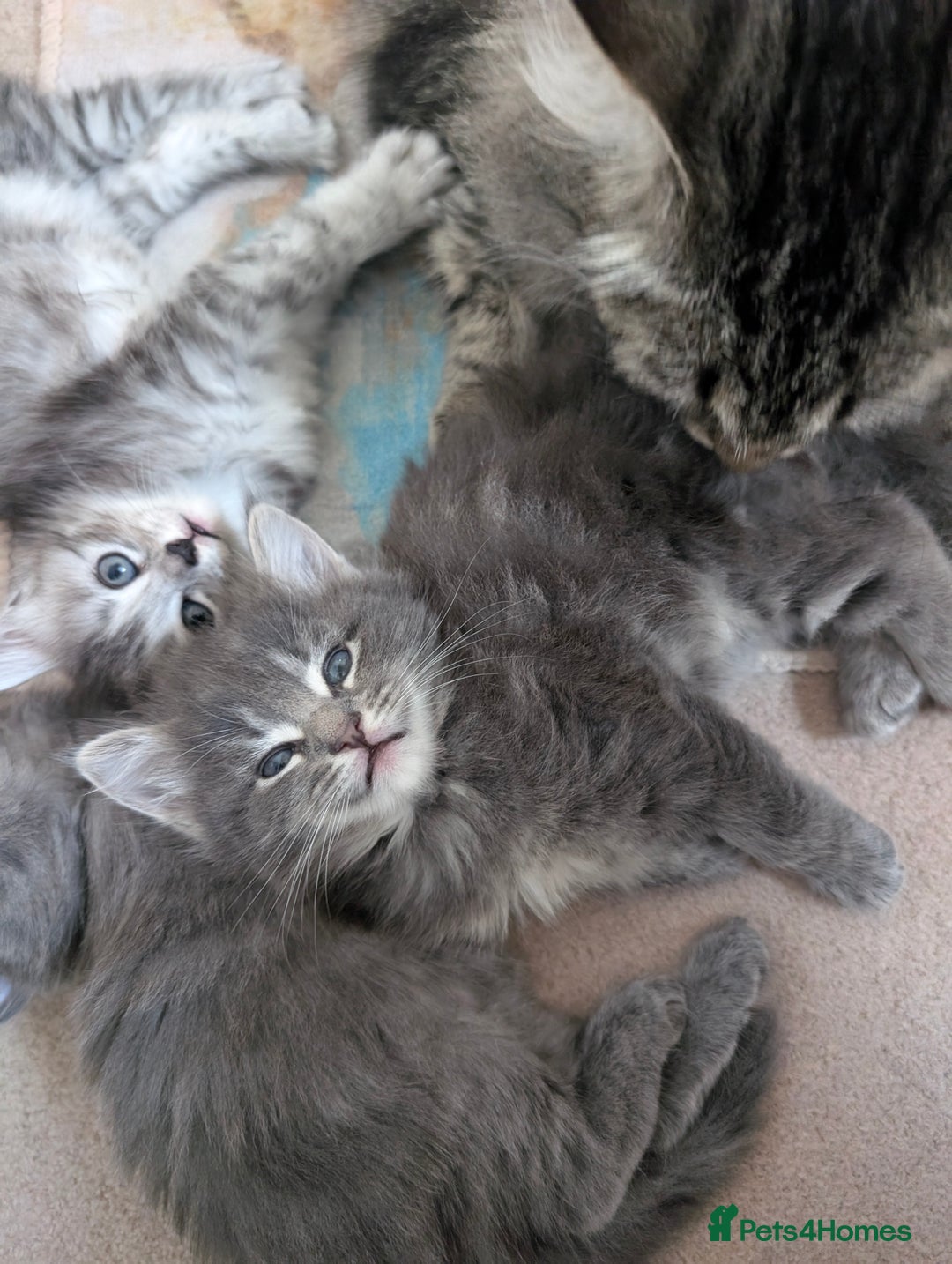 Mixed Breed cats for sale: Three incredibly beautiful kittens - Image 6