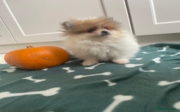 Pomeranian dogs for sale: Fluffy Pomeranian puppies - Image 24