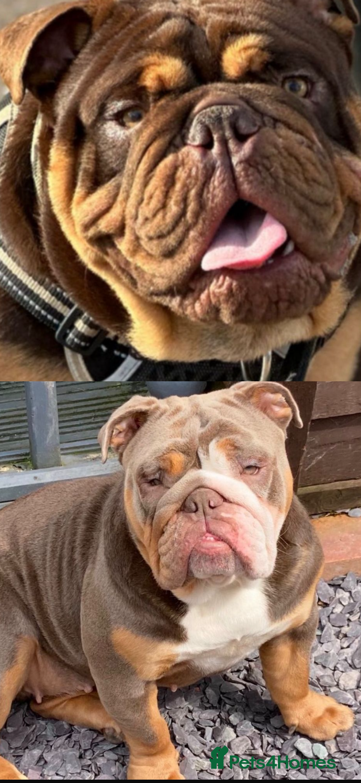 English Bulldog dogs Stunning pups  in Birmingham - Advert 1