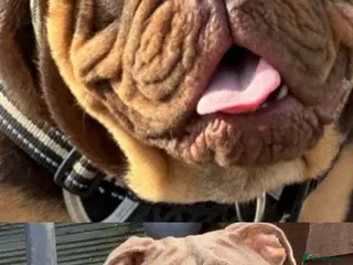 English Bulldog dogs Stunning pups in Birmingham - Advert 1