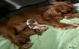Cavalier King Charles Spaniel dogs for sale: READY NOW CavalierKingsCharlesSpaniel boy  - Image 5