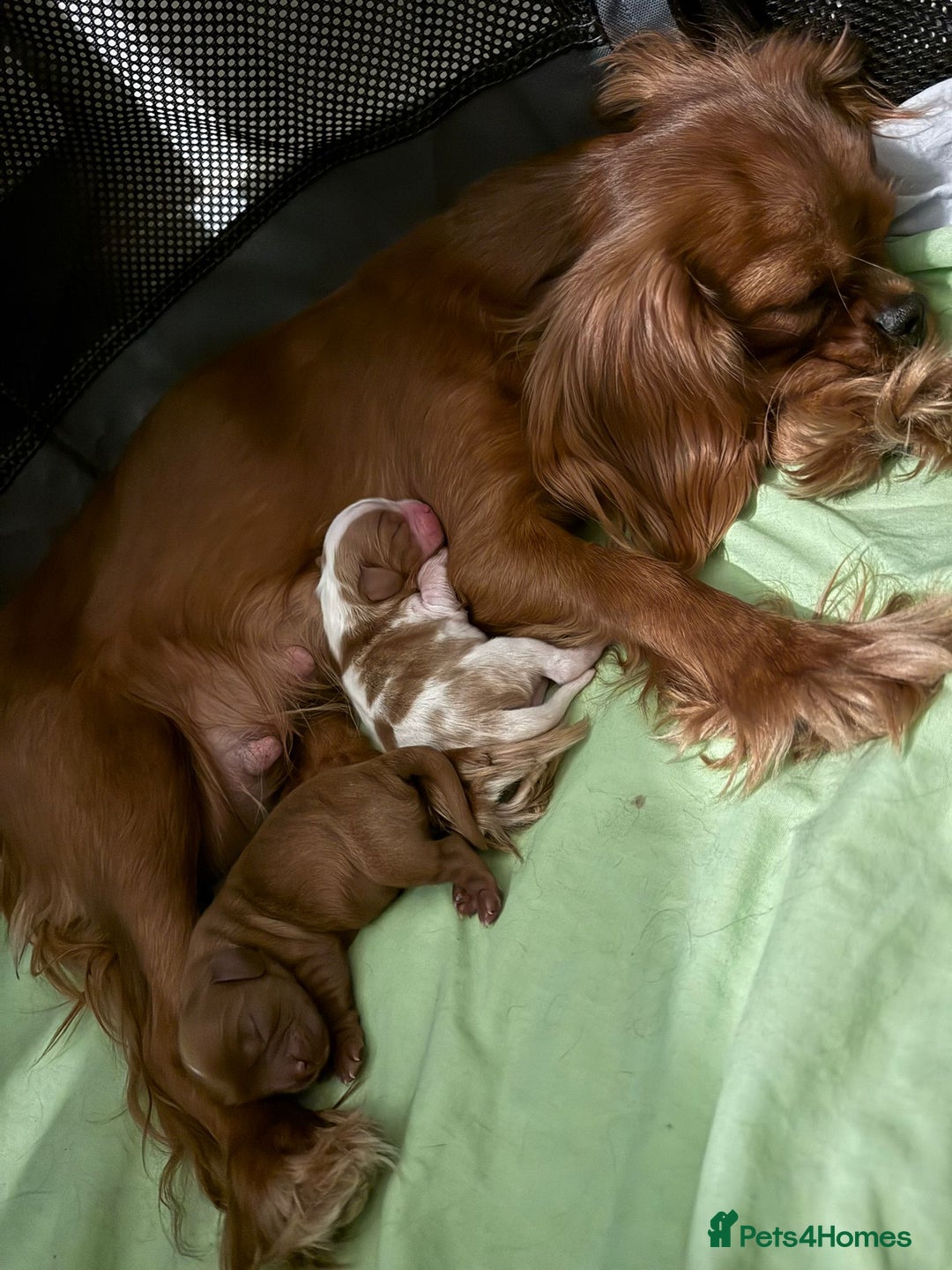 Cavalier King Charles Spaniel dogs for sale: READY NOW CavalierKingsCharlesSpaniel boy  - Image 5