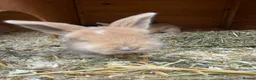 Mixed Breed rabbits for sale: 4x continental giant x French lop bunnies for sale in Sevenoaks - Advert 4