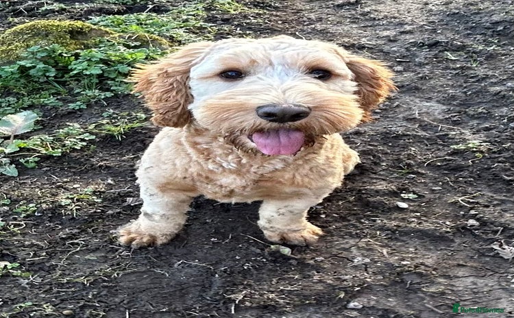Cockapoo dogs New Home Required For Male Cockapoo  - Advert 1