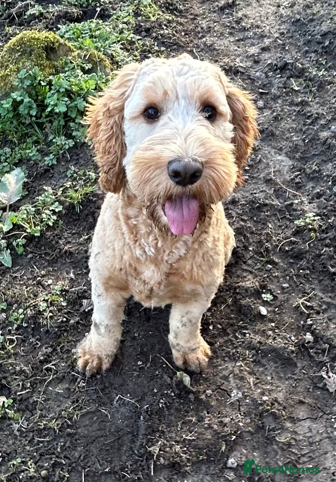 Cockapoo dogs for sale: New Home Required For Male Cockapoo  - Advert 1