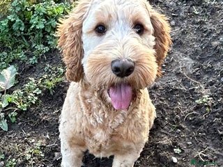 Cockapoo dogs New Home Required For Male Cockapoo - Advert 1