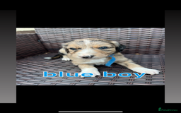 Lurcher dogs for sale: lurcher puppies  - Image 2
