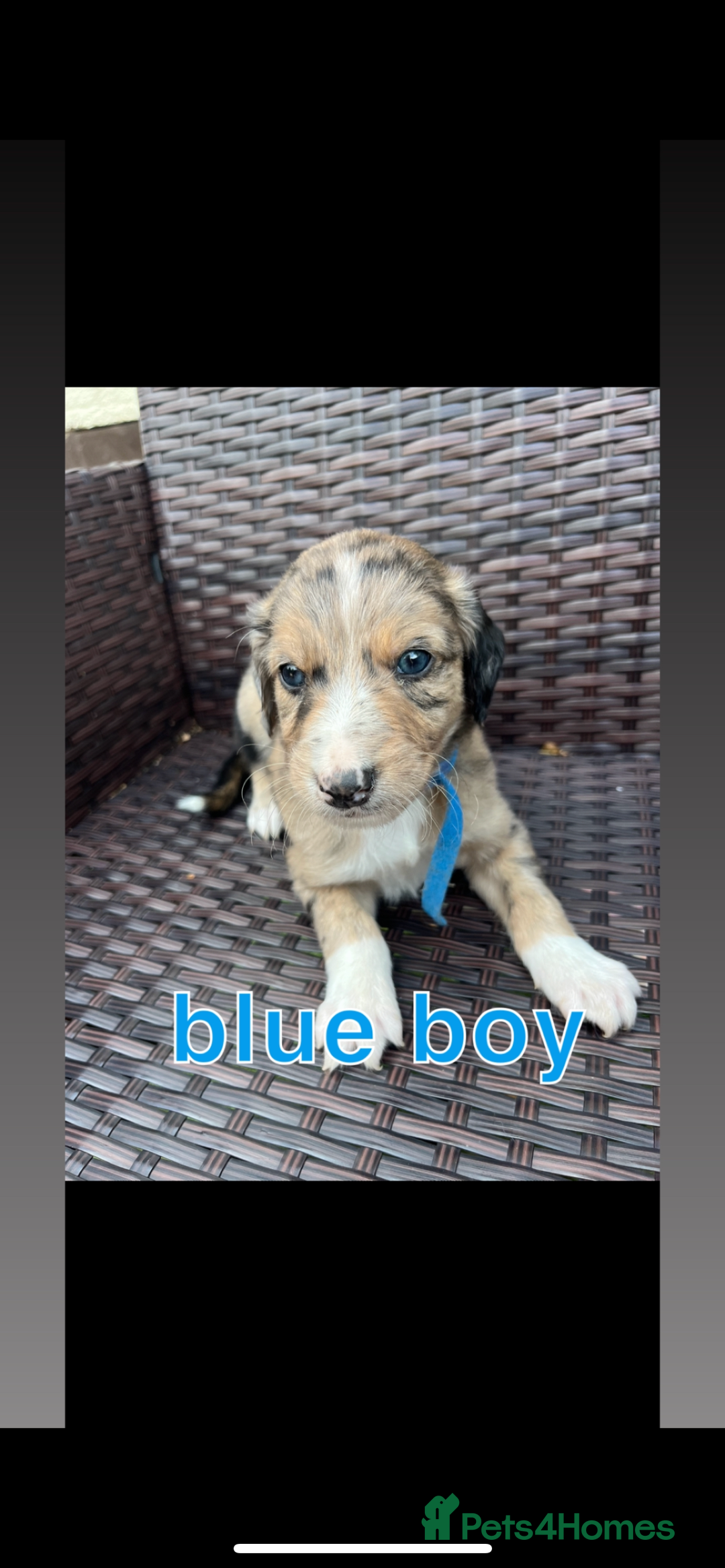 Lurcher dogs for sale: lurcher puppies  - Image 2