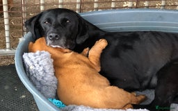 Labrador Retriever dogs for sale: 1 FOXRED LABRADOR PUPPY 5* Licensed breeder - Image 7
