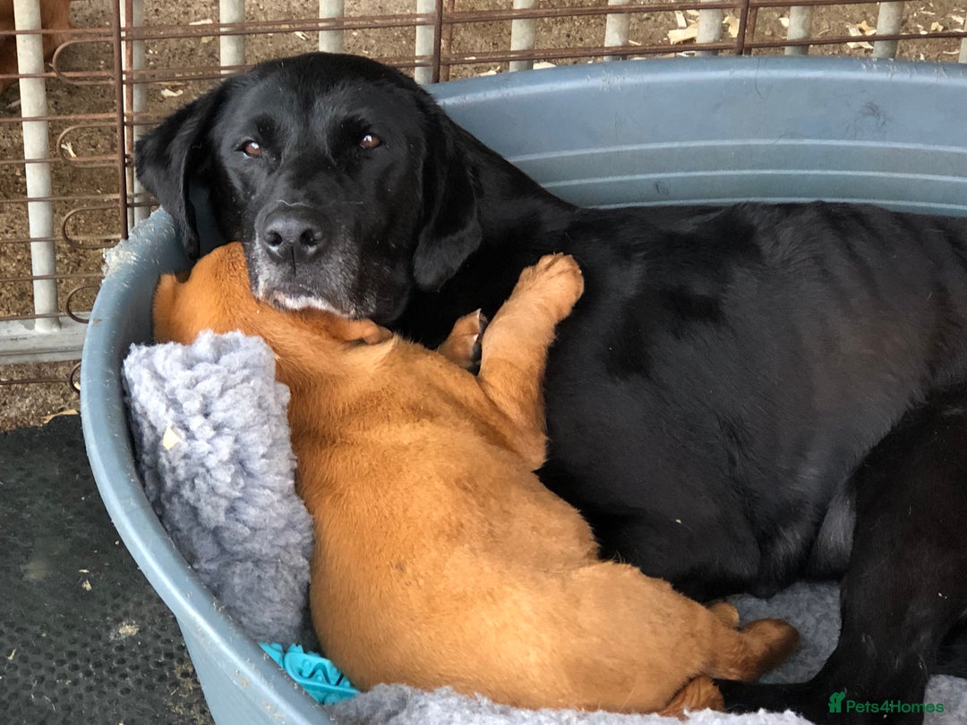 Labrador Retriever dogs for sale: 1 FOXRED LABRADOR PUPPY 5* Licensed breeder - Image 7