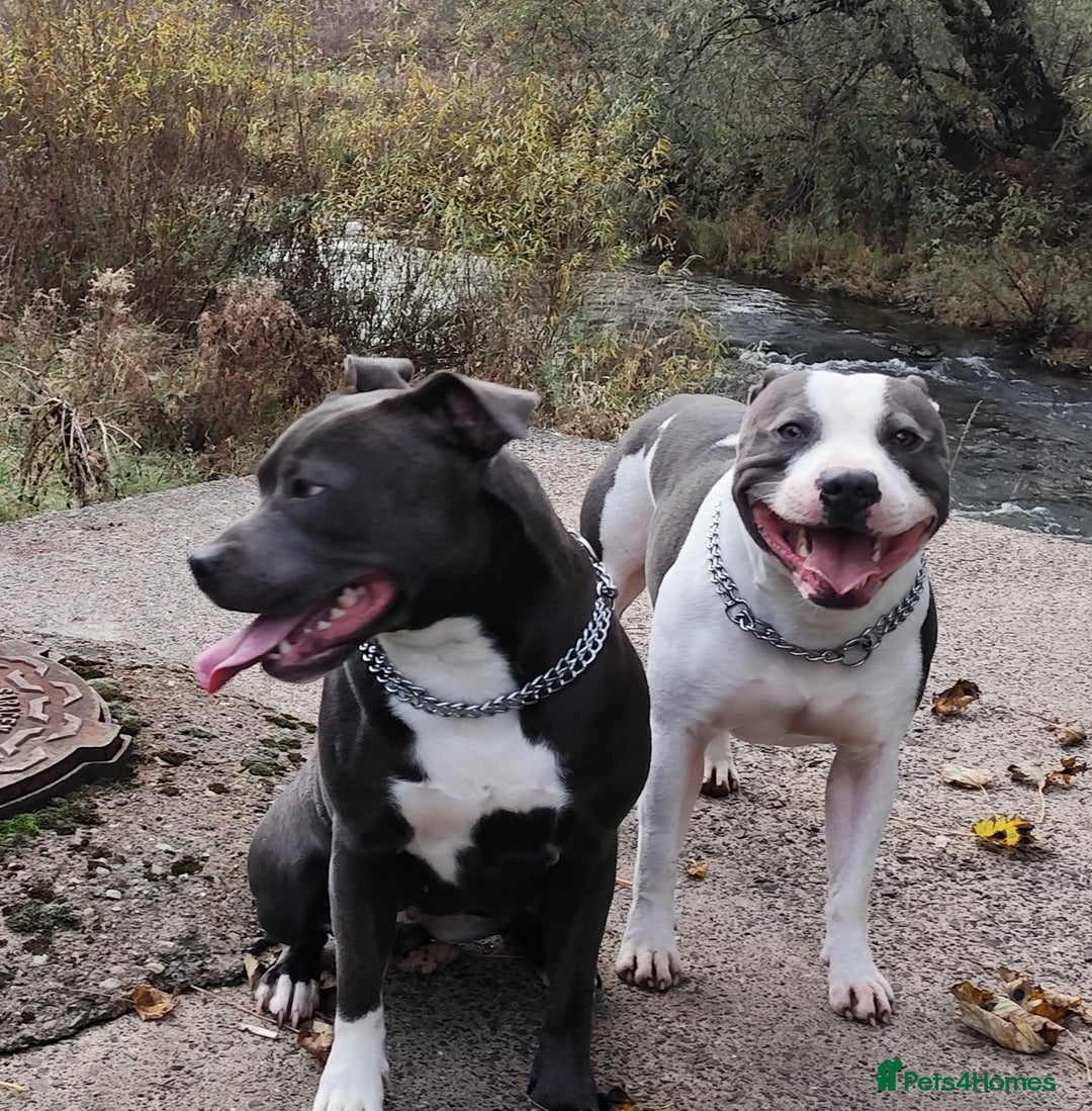 Staffordshire Bull Terrier dogs for sale: Staffordshire bull terrier puppies  - Advert 22