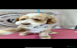 Mixed Breed dogs for sale: Beautiful miniature labradoodle puppies  - Image 5