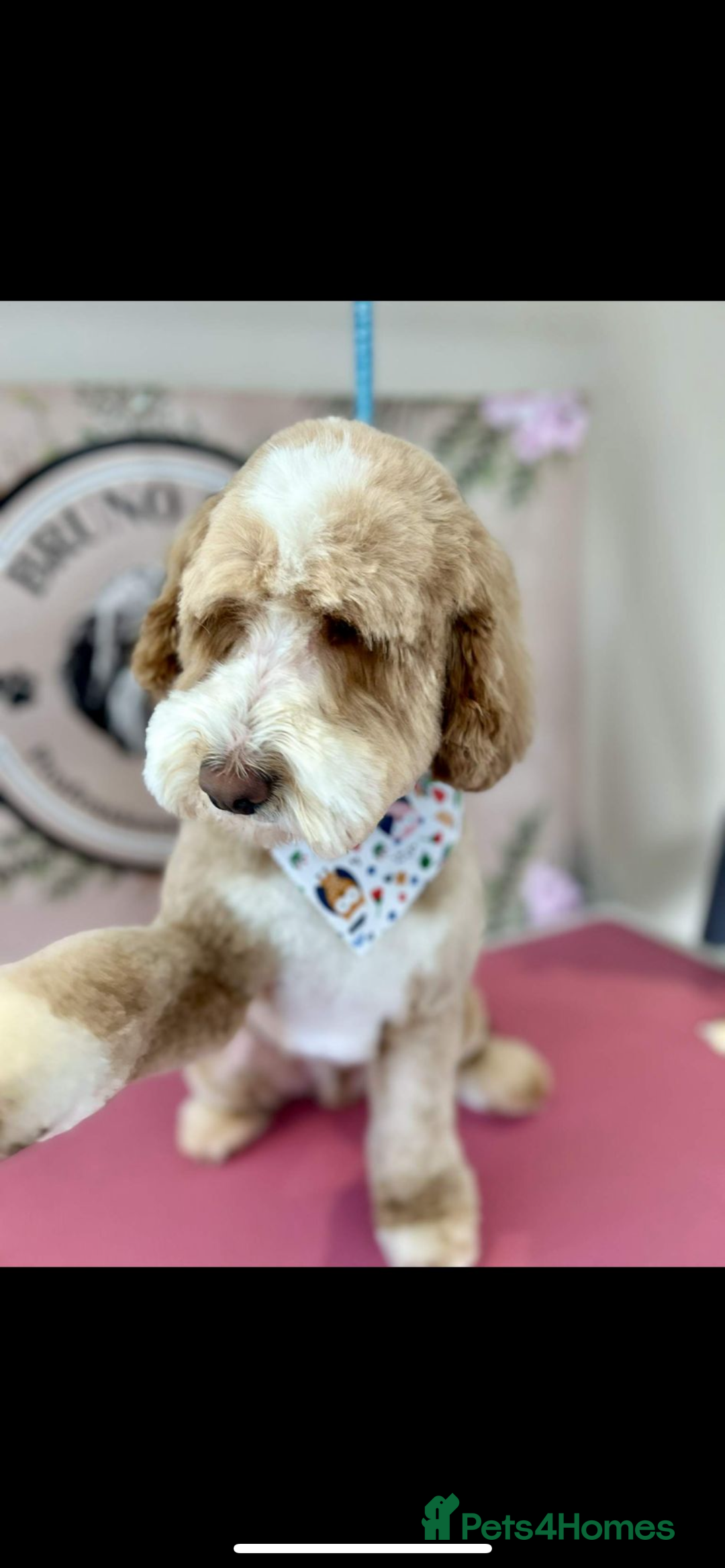 Mixed Breed dogs for sale: Beautiful miniature labradoodle puppies  - Image 5